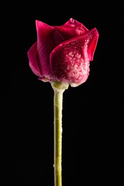 Siyah bir zemin üzerine yalnız kırmızı çiçek