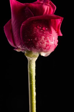 Tek bir çiçek ile şık fotoğraf