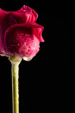 Siyah bir zemin üzerine yalnız kırmızı çiçek