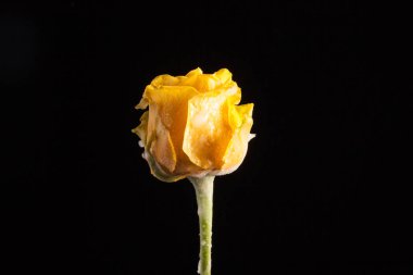 Siyah bir arka plan güzel Sarı Lale