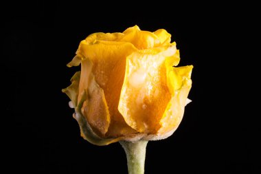 Siyah bir arka plan güzel Sarı Lale