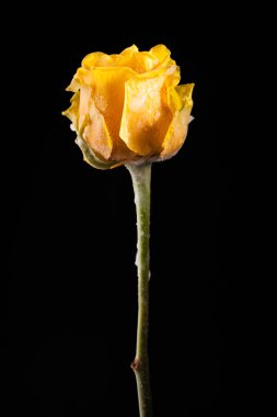 Siyah bir arka plan güzel Sarı Lale