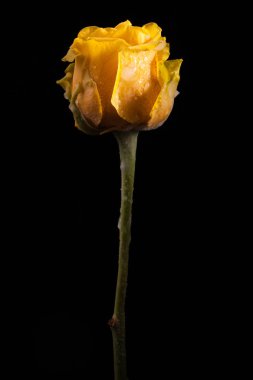 Siyah bir arka plan güzel Sarı Lale