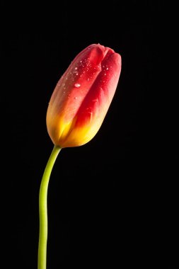 Siyah bir zemin üzerine yalnız kırmızı çiçek