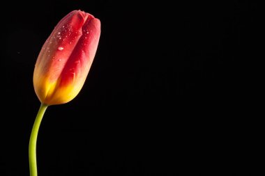 Tek bir çiçek ile şık fotoğraf