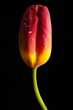 Tek bir çiçek ile şık fotoğraf