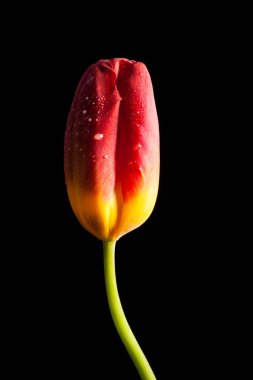 Siyah bir zemin üzerine yalnız kırmızı çiçek