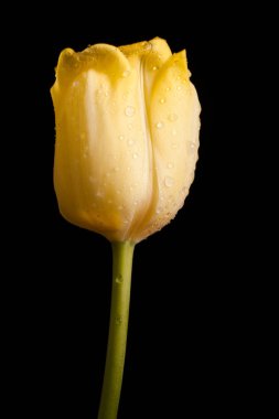 Siyah bir arka plan güzel Sarı Lale