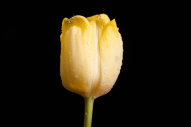 Siyah bir arka plan güzel Sarı Lale