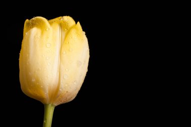 Siyah bir arka plan güzel Sarı Lale