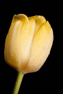 Siyah bir arka plan güzel Sarı Lale