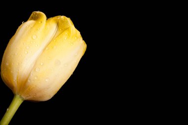 Siyah bir arka plan güzel Sarı Lale