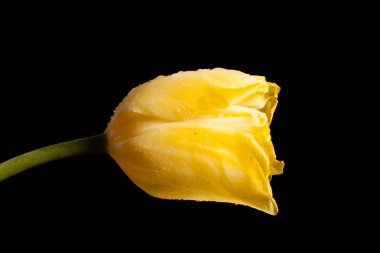 Siyah bir arka plan güzel Sarı Lale