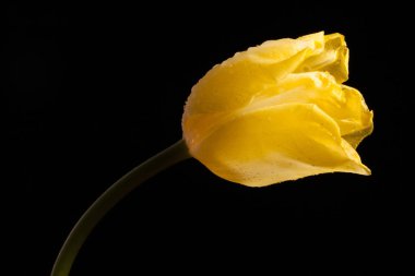 Siyah bir arka plan güzel Sarı Lale
