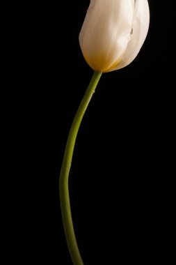 Tek bir çiçek ile şık fotoğraf