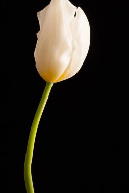 Tek bir çiçek ile şık fotoğraf