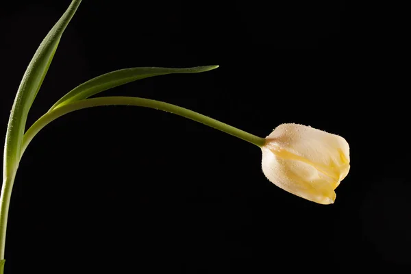 Foto con estilo con una sola flor — Foto de Stock