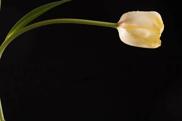 Foto con estilo con una sola flor — Foto de Stock