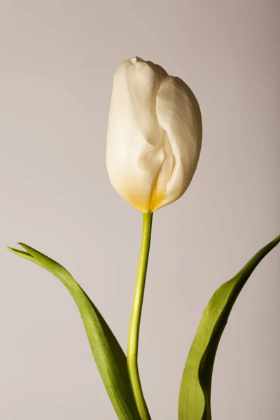 Photo élégante avec une seule fleur — Photo