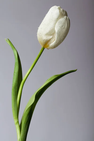 Photo élégante avec une seule fleur — Photo