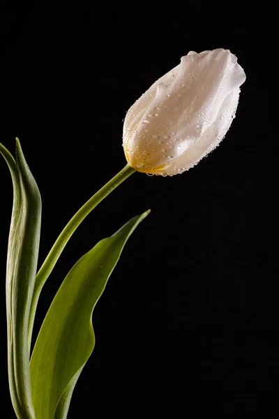 Photo élégante avec une seule fleur — Photo