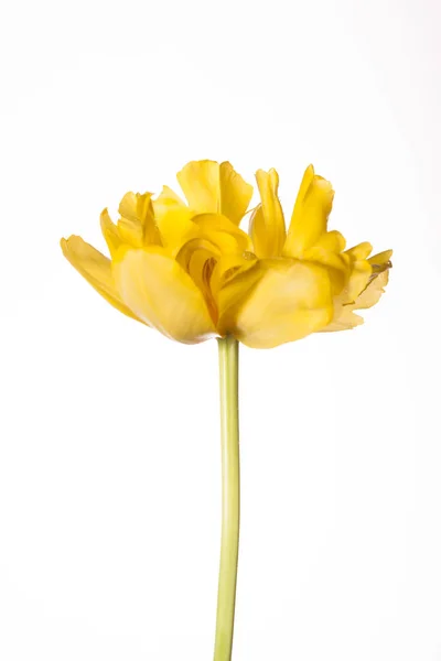 Stylish photo with only one flower — Stock Photo, Image