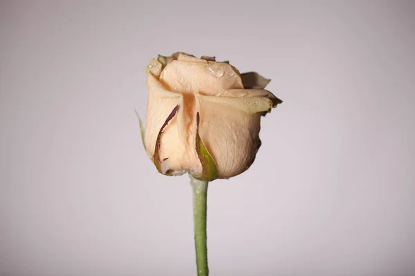 Stylish photo with only one flower — Stock Photo, Image