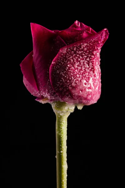 Elegáns fénykép-val csak egy virág — Stock Fotó