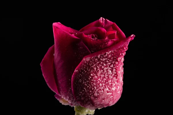 Flor roja solitaria sobre fondo negro — Foto de Stock