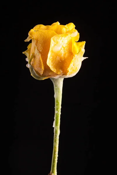 Hermoso tulipán amarillo sobre un fondo negro — Foto de Stock