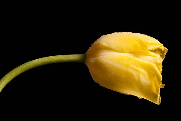 Hermoso tulipán amarillo sobre un fondo negro — Foto de Stock