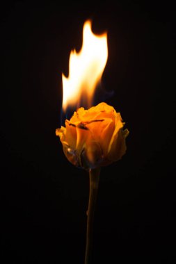 Güzel resim siyah bir zemin üzerine koyu bir kırmızı gül
