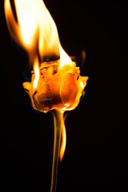 Güzel resim siyah bir zemin üzerine koyu bir kırmızı gül