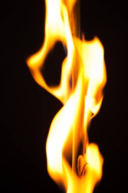 Güzel resim siyah bir zemin üzerine koyu bir kırmızı gül