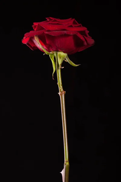 Bela Imagem Uma Rosa Vermelha Escura Fundo Claro — Fotografia de Stock