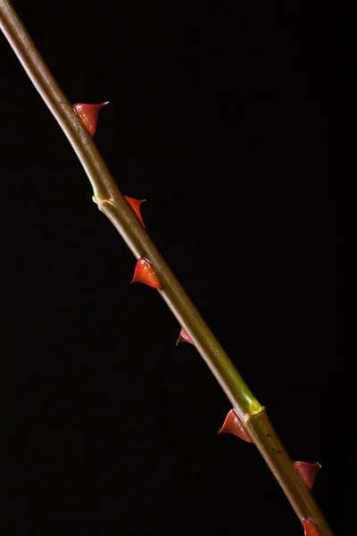 Hermosa Imagen Una Rosa Roja Oscura Sobre Fondo Claro — Foto de Stock