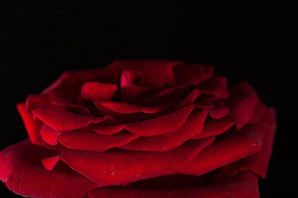 Beautiful picture of a dark red rose on a light background