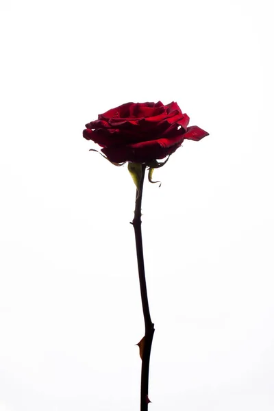 Bela Imagem Uma Rosa Vermelha Escura Fundo Preto — Fotografia de Stock