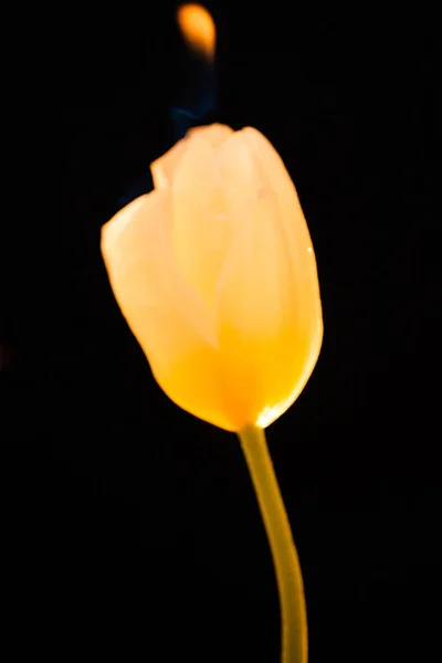 Beautiful Picture Dark Red Rose Black Background — Stock Photo, Image