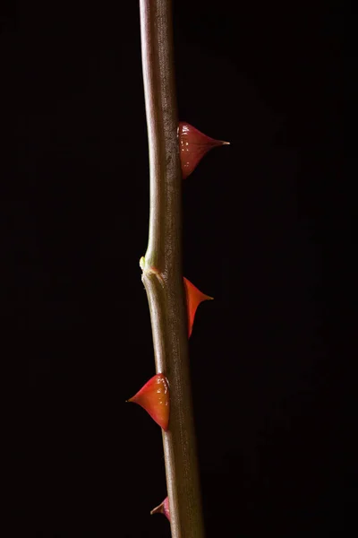 Belle Image Une Rose Rouge Foncé Sur Fond Noir — Photo