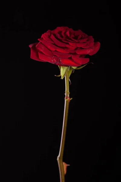 Bela Imagem Uma Rosa Vermelha Escura Fundo Preto — Fotografia de Stock