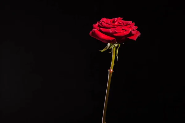 Hermosa Imagen Una Rosa Roja Oscura Sobre Fondo Negro — Foto de Stock