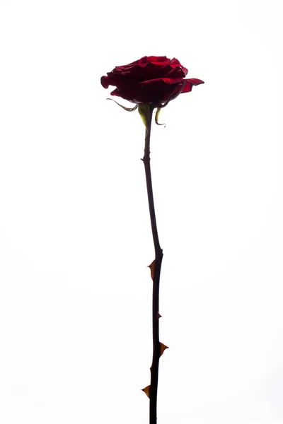 Bela Imagem Uma Rosa Vermelha Escura Fundo Preto — Fotografia de Stock