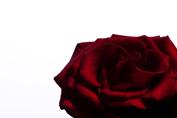 Beautiful picture of a dark red rose on a black background