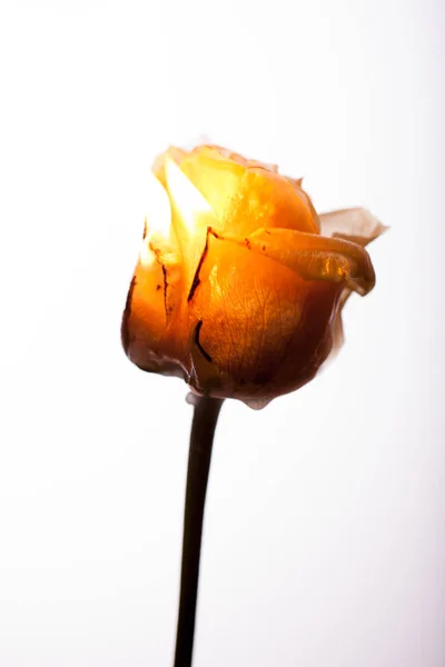 Καίει Ένα Όμορφο Κίτρινο Λουλούδι Στη Φωτιά — Φωτογραφία Αρχείου
