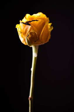 Güzel bir sarı çiçek içinde ateş yakar