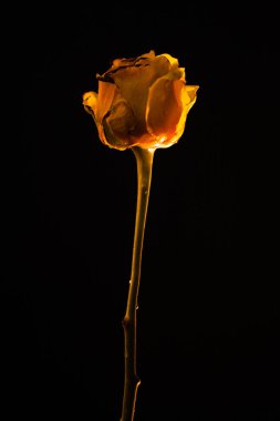 Güzel bir sarı çiçek içinde ateş yakar