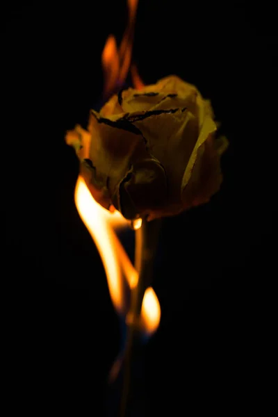 Uma Bela Flor Amarela Queima Fogo — Fotografia de Stock