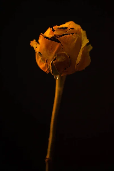 Uma Bela Flor Amarela Queima Fogo — Fotografia de Stock
