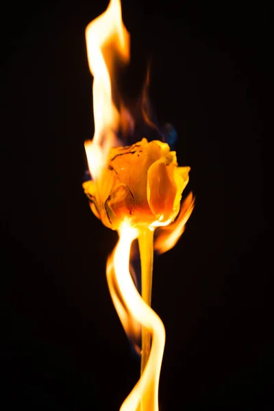 Piękny Kwiat Żółty Spala Się Ogniu — Zdjęcie stockowe